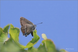 <p>OSTRUHÁČEK TRNKOVÝ (Satyrium spini) - jižní Morava ---- /Blue spot hairstreak - Kreuzdorn-Zipfelfalter/</p>